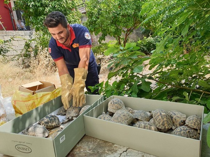 Kullanılmayan evin bahçesinden onlarca kaplumbağa çıktı