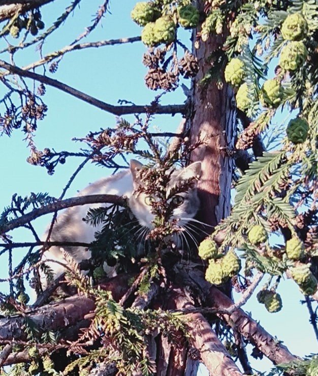 Ağaçta kedi kurtarma operasyonu