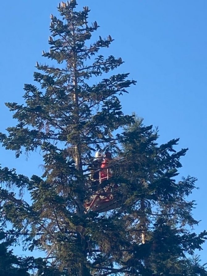 Ağaçta kedi kurtarma operasyonu