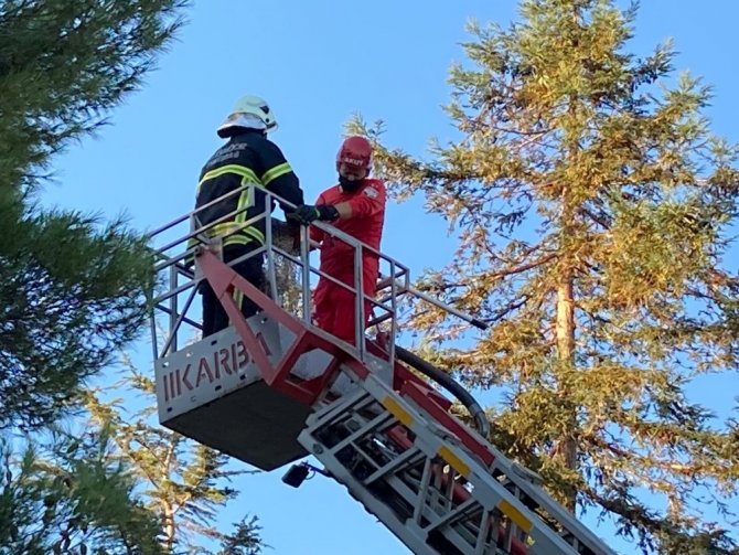 Ağaçta kedi kurtarma operasyonu