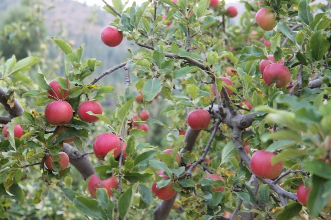 Amasya elması hasat için gün sayıyor