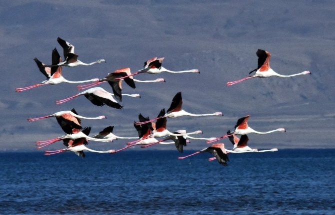 Van Gölü binlerce flamingoya ev sahipliği yapıyor