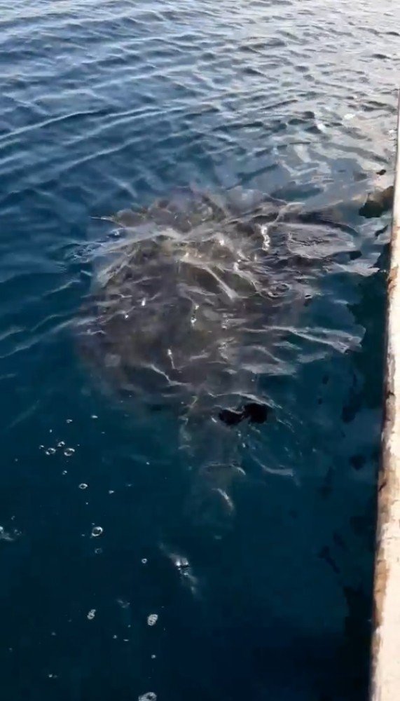 Balıkçı ağına takılan dev vatoz için balıkçılara uyarı: “İğnesi ok gibi ve ters pençeli”