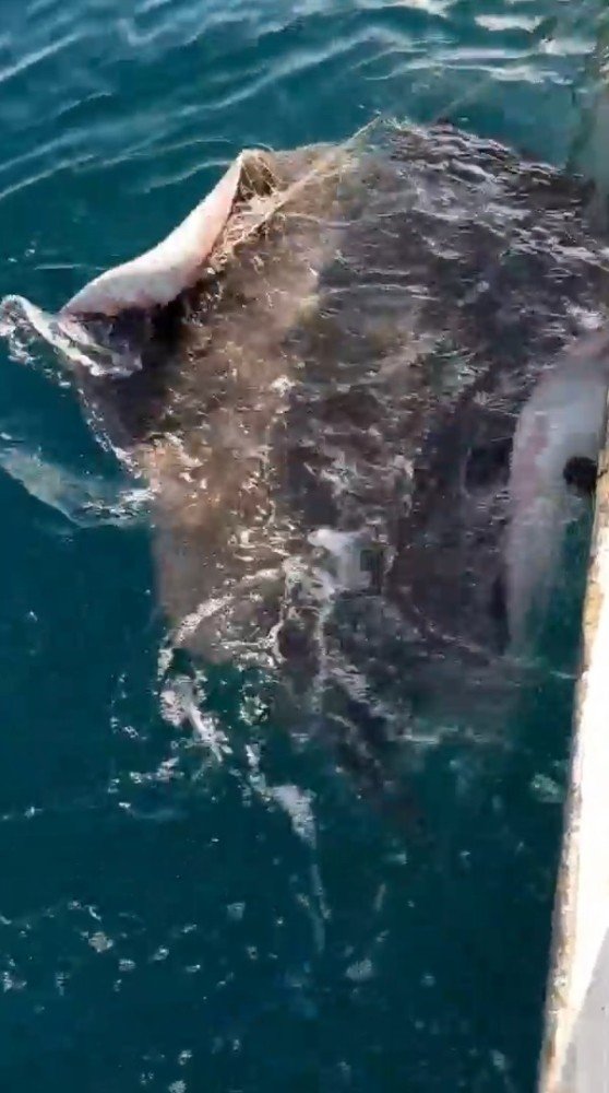 Balıkçı ağına takılan dev vatoz için balıkçılara uyarı: “İğnesi ok gibi ve ters pençeli”