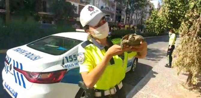 Trafik ekipleri bu defa kaplumbağanın imdadına koştu