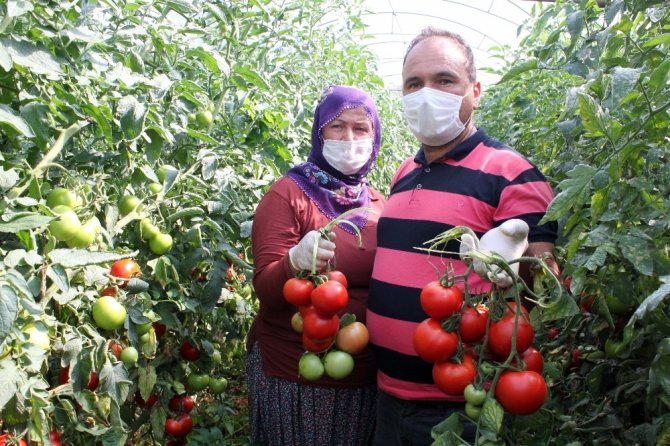 Tarlada 40 kuruşa düşen domatesin kilosu markette 2.4 liradan başlıyor