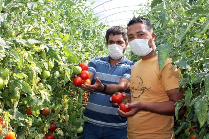 Tarlada 40 kuruşa düşen domatesin kilosu markette 2.4 liradan başlıyor