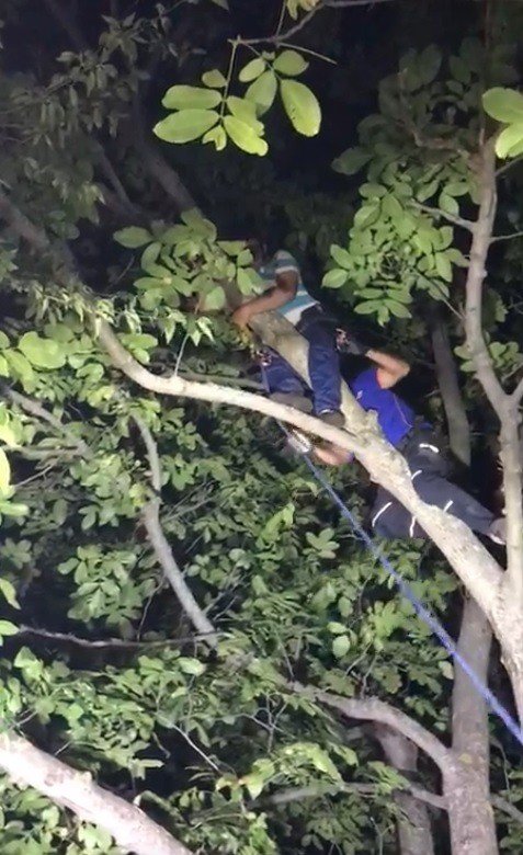 Ceviz dökmek için çıktığı ağaçta mahsur kaldı, AFAD kurtardı