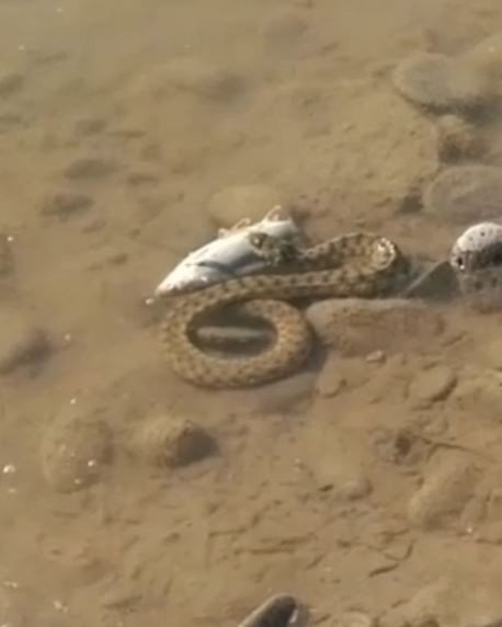 Turna balığını avlayan yılan görüntülendi