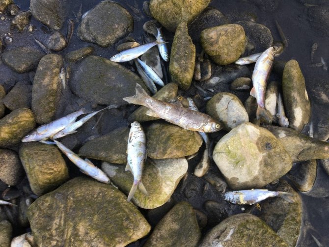Barajda su seviyesi düştü, binlerce balık telef oldu