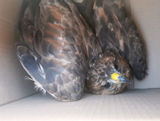 Bitlis’te yaralı bulunan kuşlar tedavi altına alındı