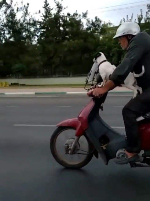 Motosikletli köpek kamerada