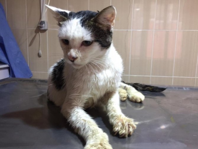 Vücudunu tümör kaplayan kedi sağlığına kavuşturuldu