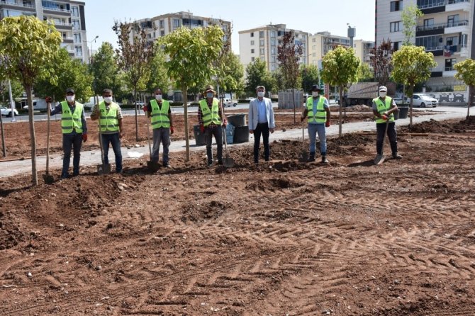 Diyarbakır’a özgü ağaçlar parkta yetiştirilecek