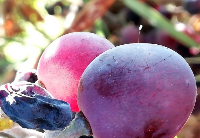 Udumbara çiçeği görüldü