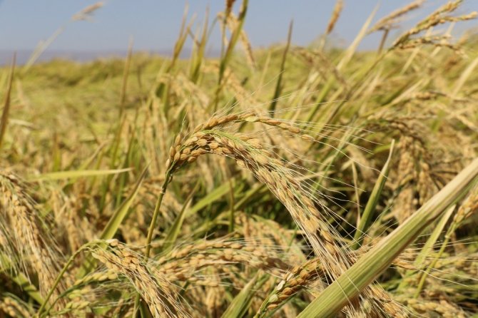 Diyarbakır’da tescilli Karacadağ Pirinci hasadı başladı