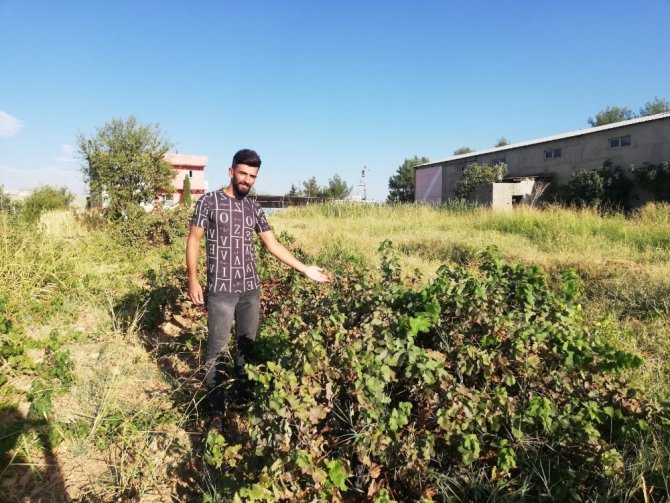 Udumbara çiçeği görüldü