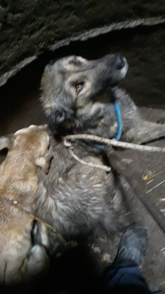 Burhaniye’de kuyuya düşen köpekleri itfaiye kurtardı