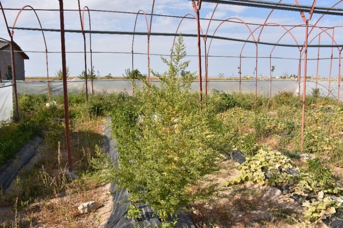 Virüslere karşı etkili peygamber süpürgesi bitkisi Aksaray’da da yetiştirildi