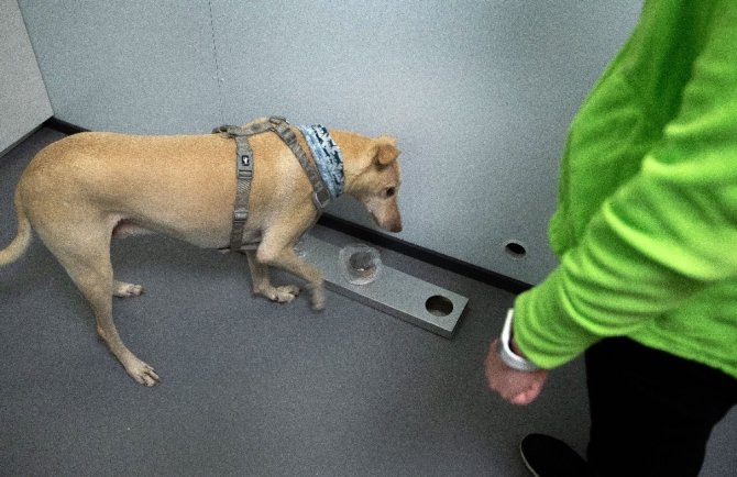 Helsinki Havalimanı’nda Covid-19’u tespit etmek için eğitimli köpekler kullanılacak