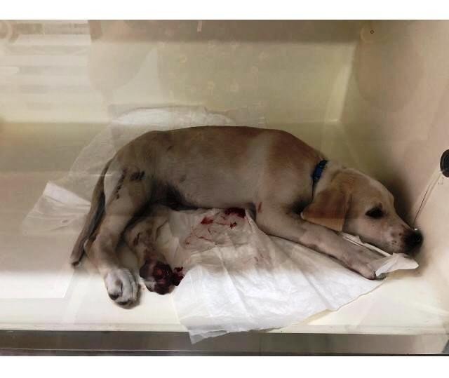 Kaza yapan köpeği veterinere götürürken ceza yedi