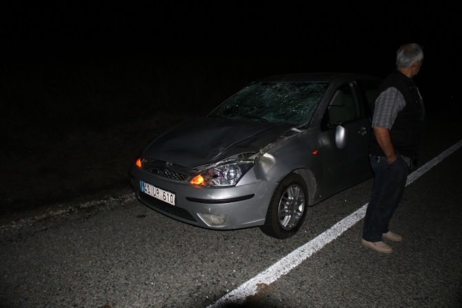 Domaniç’te otomobilin çarptığı geyik telef oldu