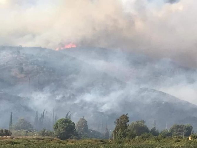 Söke Akçakoca’da orman yangını