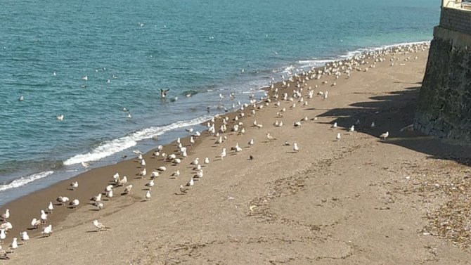 Karadeniz’de sahiller martılara kaldı
