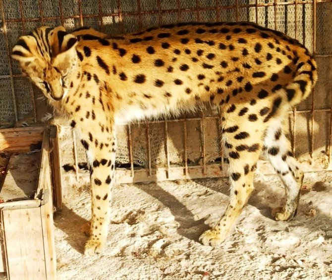 Sakarya’da hayvan kaçakçılarına operasyon