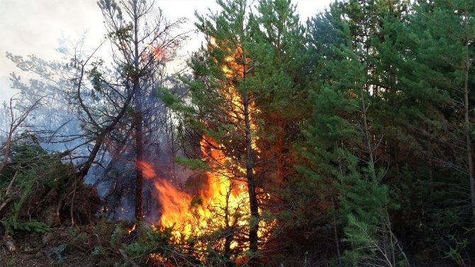 Ateşle oynayan genç çoban 30 hektar ormanlık alanı yaktı