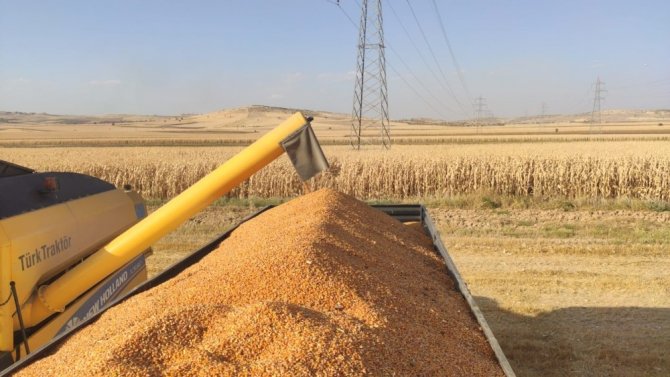 Mardin’de mısır hasadına başlandı