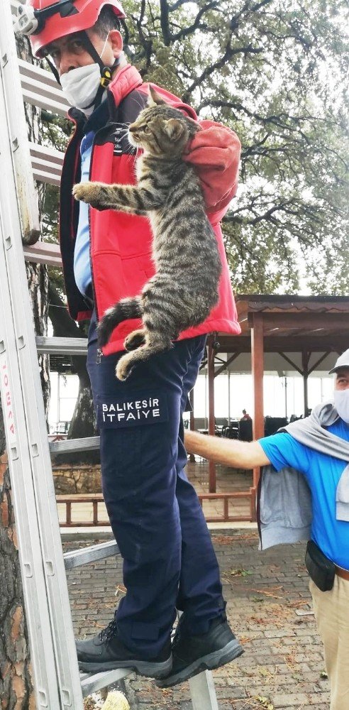 Burhaniye De Kedi Kurtarma Operasyonu