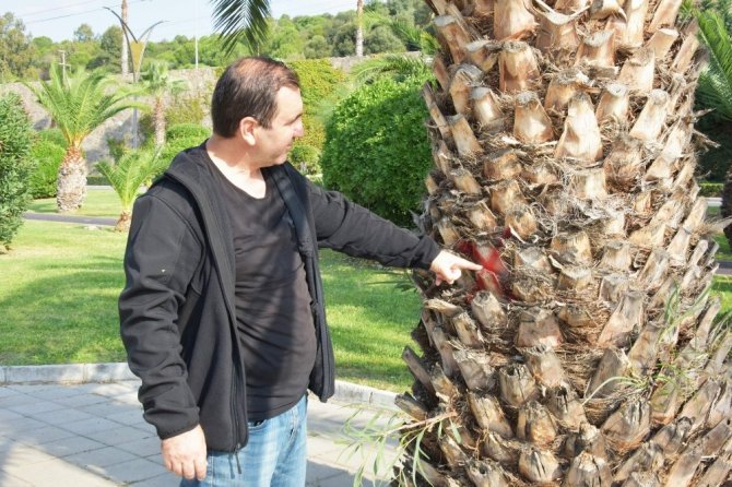 Aliağa Belediyesinden kırmızı palmiye böceğine karşı etkin mücadele