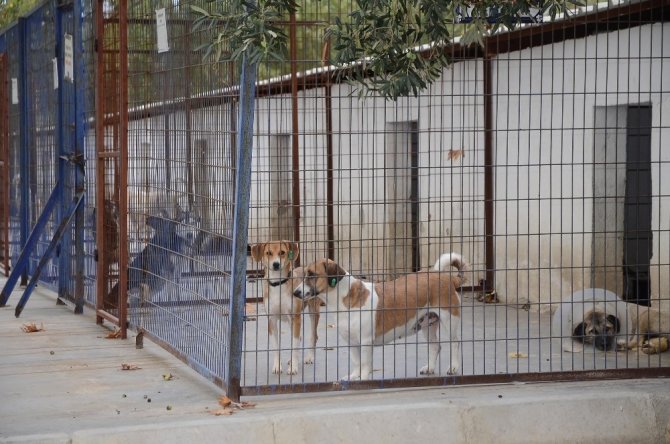 Kuşadası Hayvan Rehabilitasyon Merkezi’nde 18 ayda 3115 hayvan misafir edildi