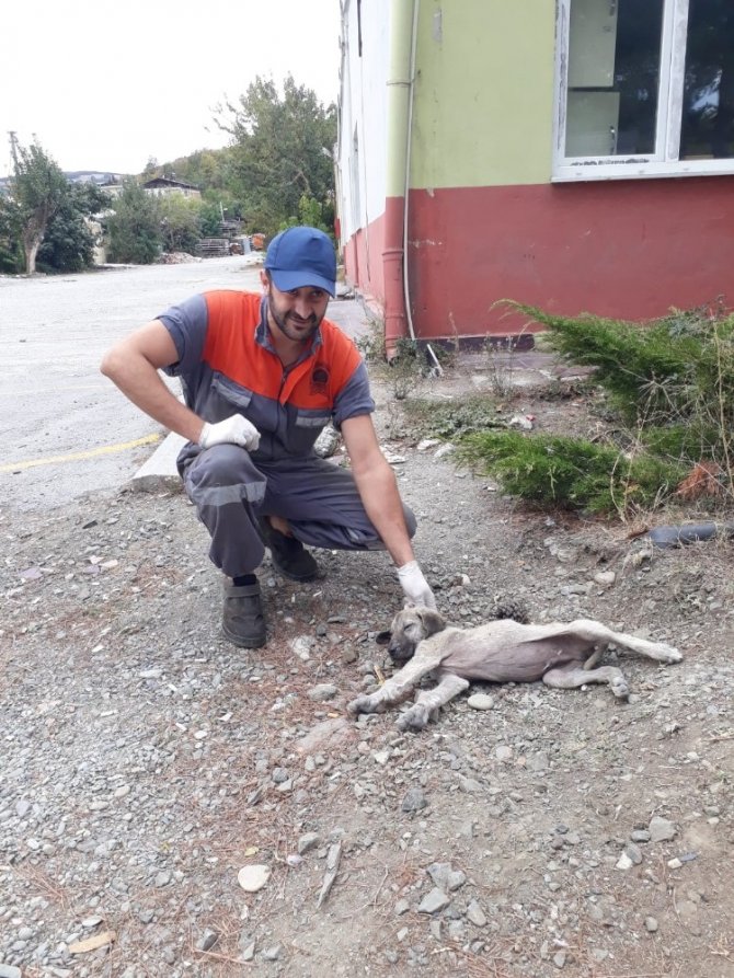 Yaralı sokak hayvanlarının imdadına İlkadım Belediyesi koştu