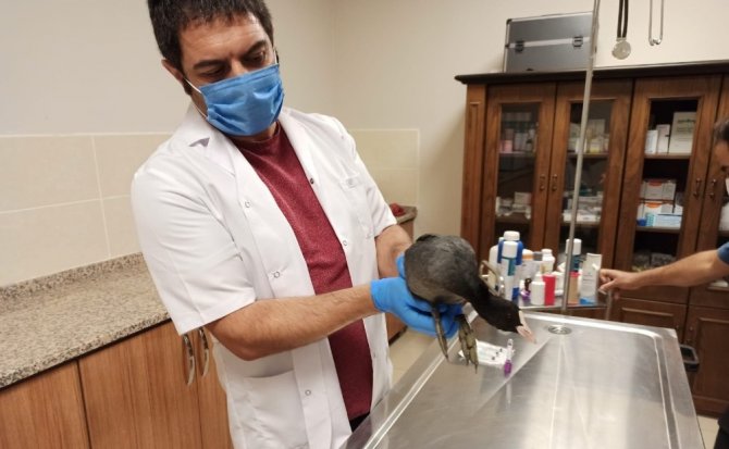 Bitkin bulunan sakarmeke kuşu tedavisinin ardından doğaya salındı