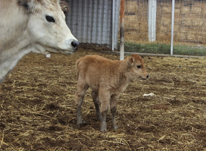 Klon sığır ailesi sürü oldu...Yeni dünyaya gelen yavru ilgi odağı