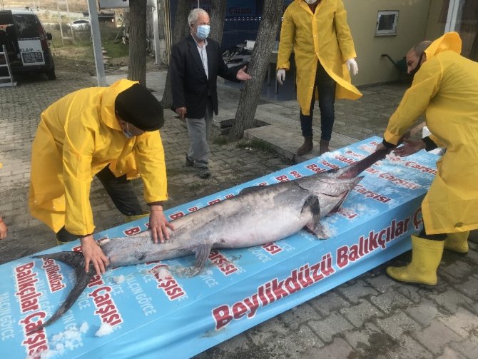 Marmara Denizi açıklarında dev “Kılıç Balığı” yakalandı