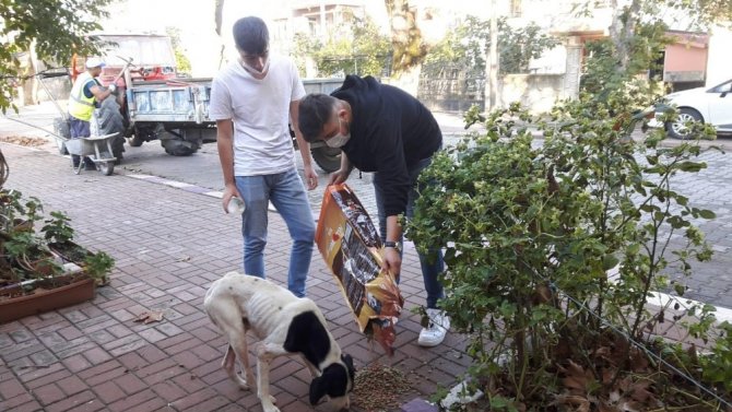 Sokak sokak gezerek hayvanları besleyen gençler takdir topladı