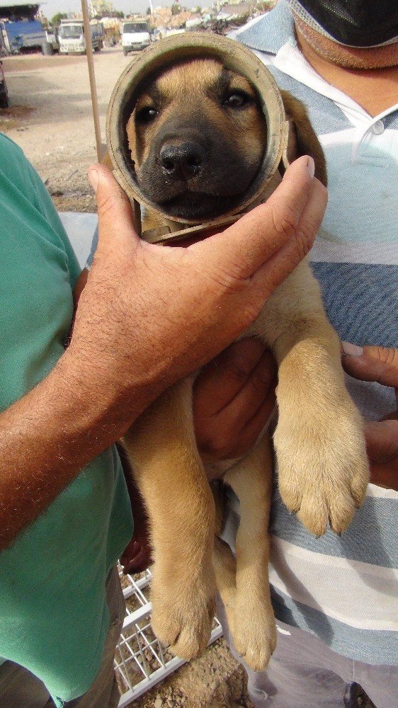 Kafası sıkışan yavru köpeği sanayi esnafı kurtardı
