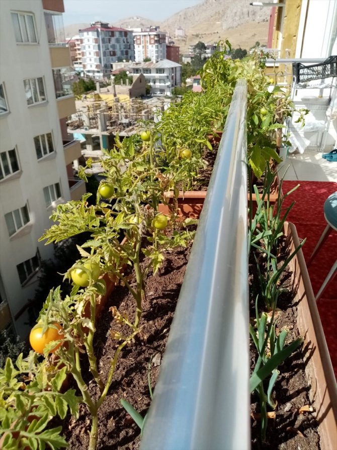 Van'da balkonlarında sebze yetiştiren vatandaşlar ödüllendirildi