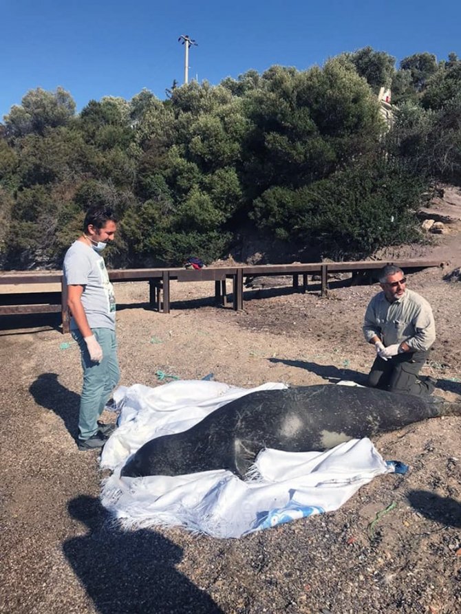 Akdeniz fokunun ölüm nedeni araştırılıyor