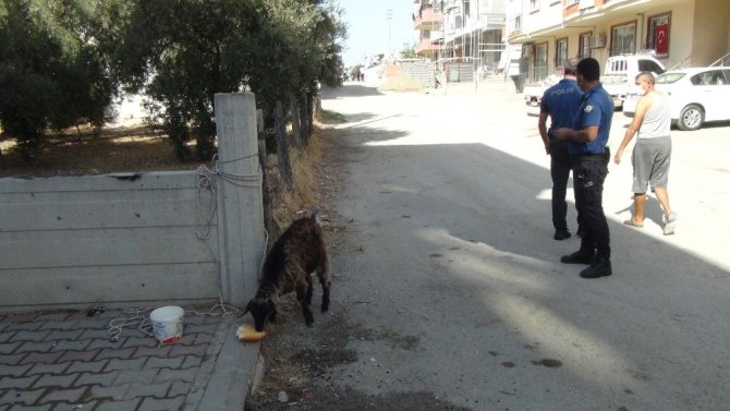 İki kız kardeş sokakta başıboş gezen keçiyi iple bağladıktan sonra polisi aradı