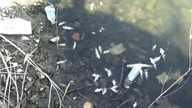 Dicle Nehri’nde tehlikeli görüntü, telef olan balıklar kıyıya vurdu