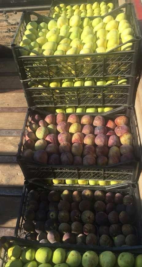 Mersin’de incir sezonu 7 lirayla kapattı