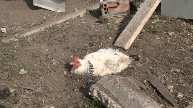 Bursa’da yumurtasını çalan yavru köpeği pompalı tüfekle vurarak öldürdü