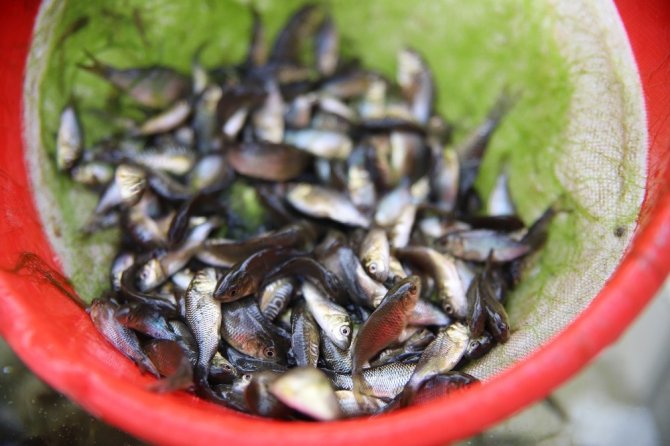 Cumhuriyet’in 97. yılı anısına Keban Barajı’na 970 bin adet balık yavrusu bırakıldı