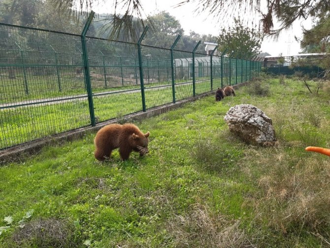 Yavru ayılar Bursa’ya gönderildi