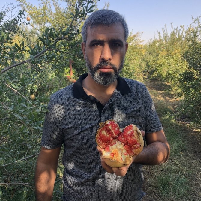 Suriye sınırında nar hasadı başladı