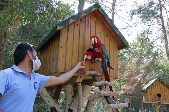 Hayvanat Bahçesi’nin yeni üyeleri Ara Papağanlar için özel yaşam alanı yapıldı
